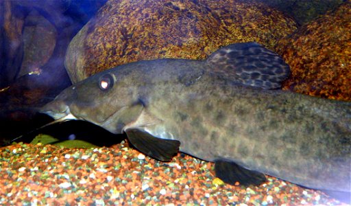 Auchenoglanis occidentalis
