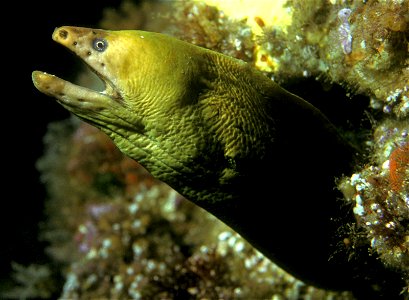 Gymnothorax prasinus (Yellow moray)