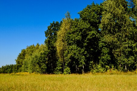 Niwa wheat grain photo