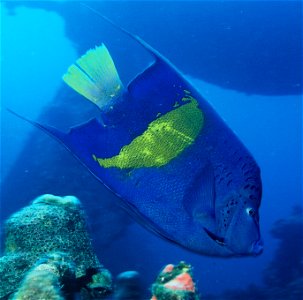 Angelfish (Pomocanthus maculosus). photo