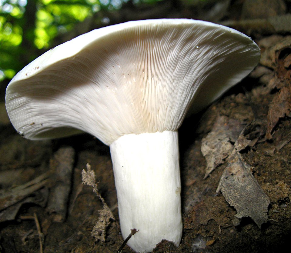 Lactarius piperatus (L.) Pers. (Modifikation of File "2011-07-09 Lactarius piperatus (L.) Pers 157554.jpg"
