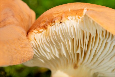 is an edible fungus of the genus Lactarius. Close-up of the cross-section between the hymenium and the outer edge of the pileus. photo