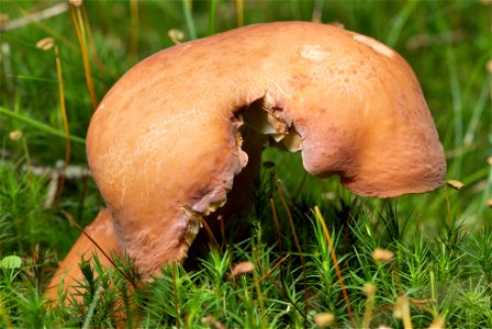 is an edible fungus of the genus Lactarius. The sporocarp of the specimen in the picture measures about 93 mm in height and 77 mm at its widest diameter. As often at the early stage of development of photo