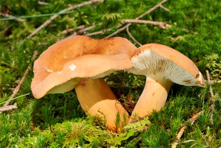 is an edible fungus of the genus Lactarius. The sporocarp of the larger specimen to the left measures about 122 mm in height and 108 mm at its widest diameter. photo