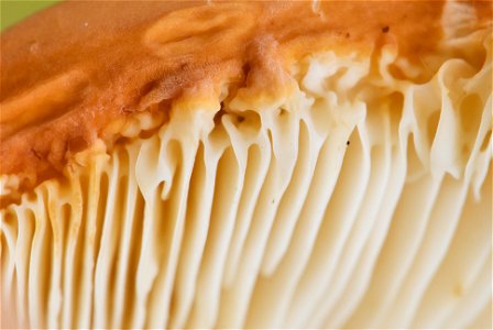 is an edible fungus of the genus Lactarius. Close-up of the cross-section between the hymenium and the outer edge of the pileus. Its uneven shape is quite likely the result of a slug feeding on the mu