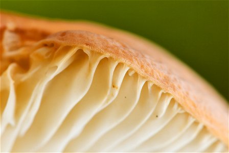 is an edible fungus of the genus Lactarius. Close-up of the cross-section between the hymenium and the outer edge of the pileus. photo