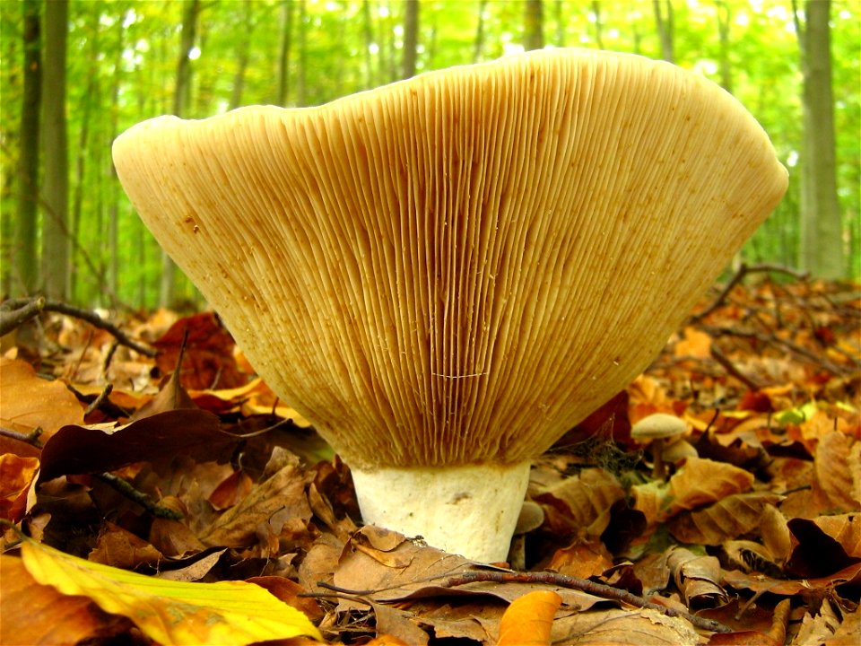 Lactarius vellereus „Erdschieber“ oder „Wolliger Milchling“, aufgenommen in einem mittelalten Rotbuchenreinbestand im Forst Sonnenberg, Landkreis Oberhavel, Brandenburg.