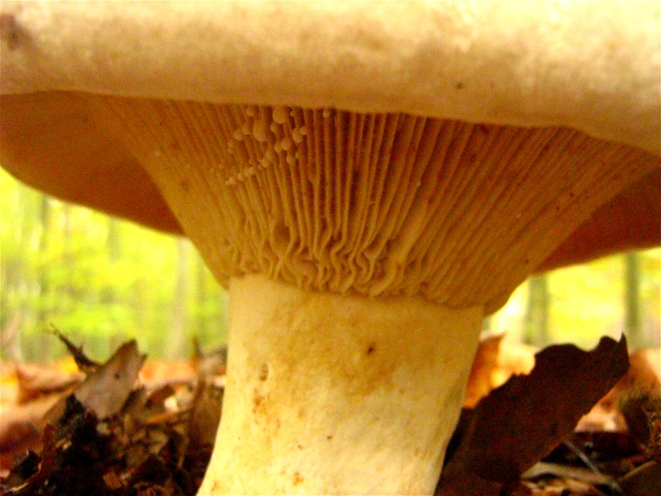 Lactarius vellereus „Erdschieber“ oder „Wolliger Milchling“, aufgenommen in einem mittelalten Rotbuchenreinbestand in der Baumgartner Heide, Landkreis Oberhavel, Brandenburg.