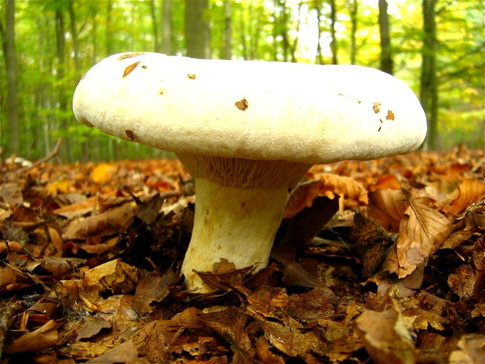 Lactarius vellereus „Erdschieber“ oder „Wolliger Milchling“, aufgenommen in einem mittelalten Rotbuchenreinbestand in der Baumgartner Heide, Landkreis Oberhavel, Brandenburg.