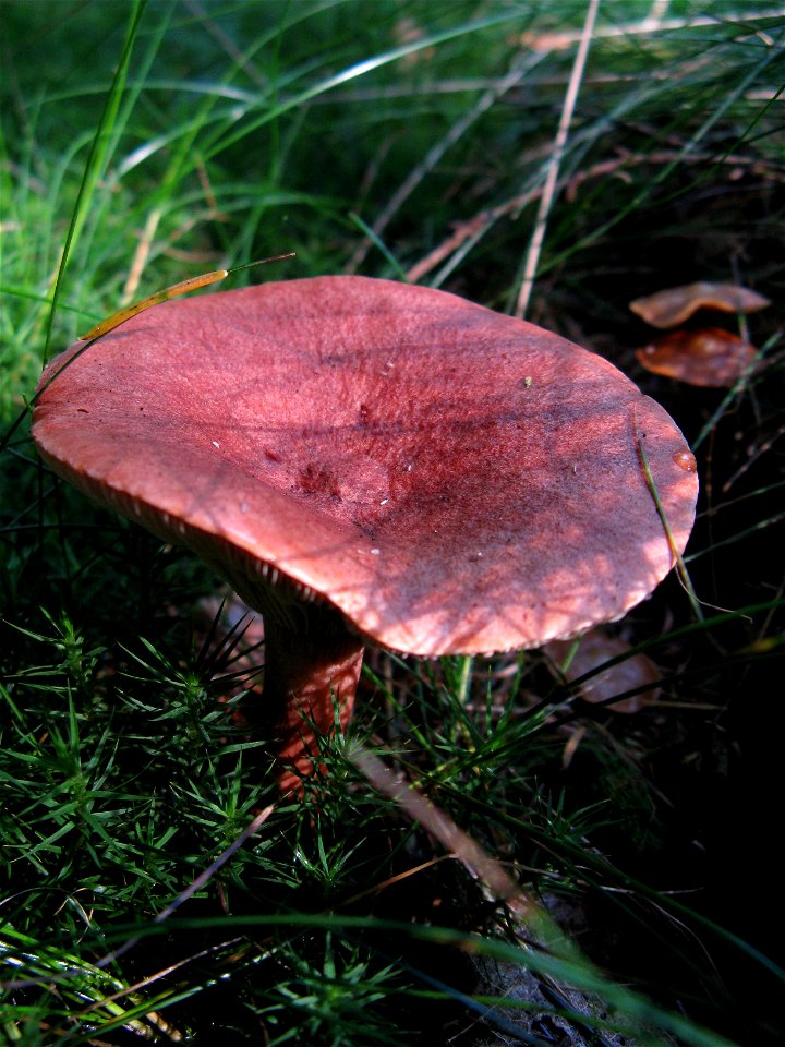 mushroom photo