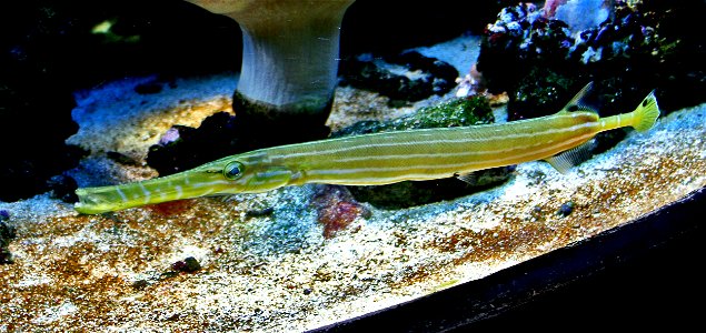 Fish aulostomus chinensis in Prague sea aquarium, Czech Republic photo