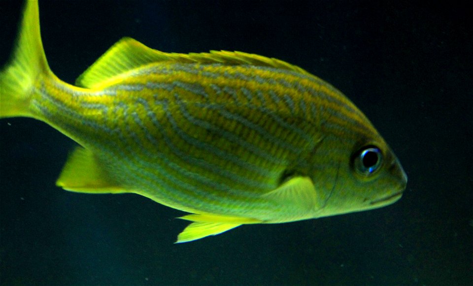 Different types of fishes A species of fish common in the Caribbean Ocean. Haemulon flavolineatum. photo