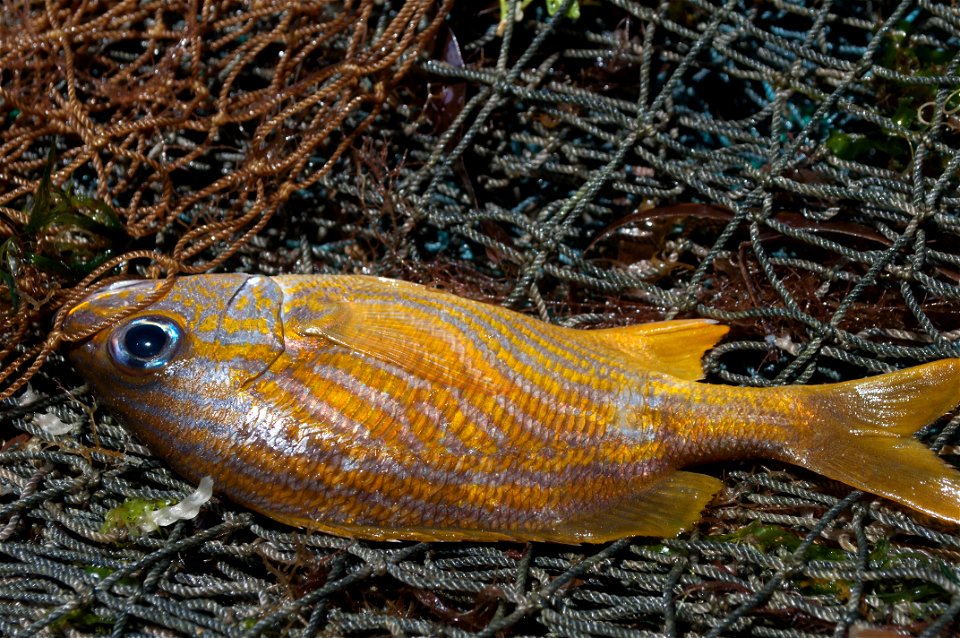 Haemulon flavolineatum (Desmarest, 1823) Günther, 1859 photo