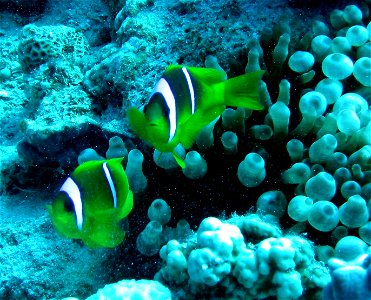 Amphiprion bicinctus alan slater dahab 2003