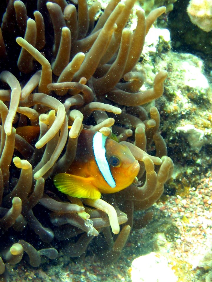 Amphiprion bicinctus, taken Taba red sea using Sean and Sea strobe