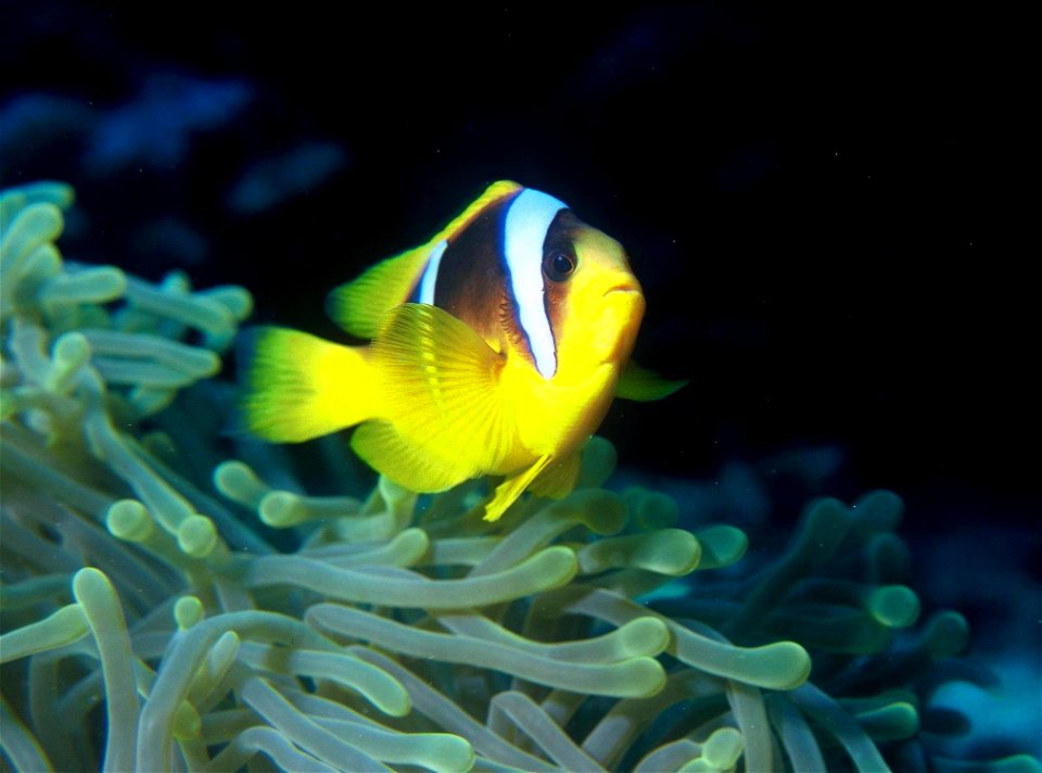amphprion bicinctus, a kind of fish.