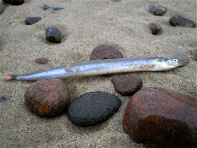 martwy tobiasz (ryba), dead ammodytes tobianus