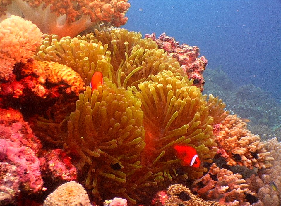 DescriptionEenband anemoonvis.jpg

Eenband anemoonvis (Amphiprion frenatus)



Date

March 2005



Source

Borneo



Author

Albert Kok



Permission(Reusing this file)

Public Domain