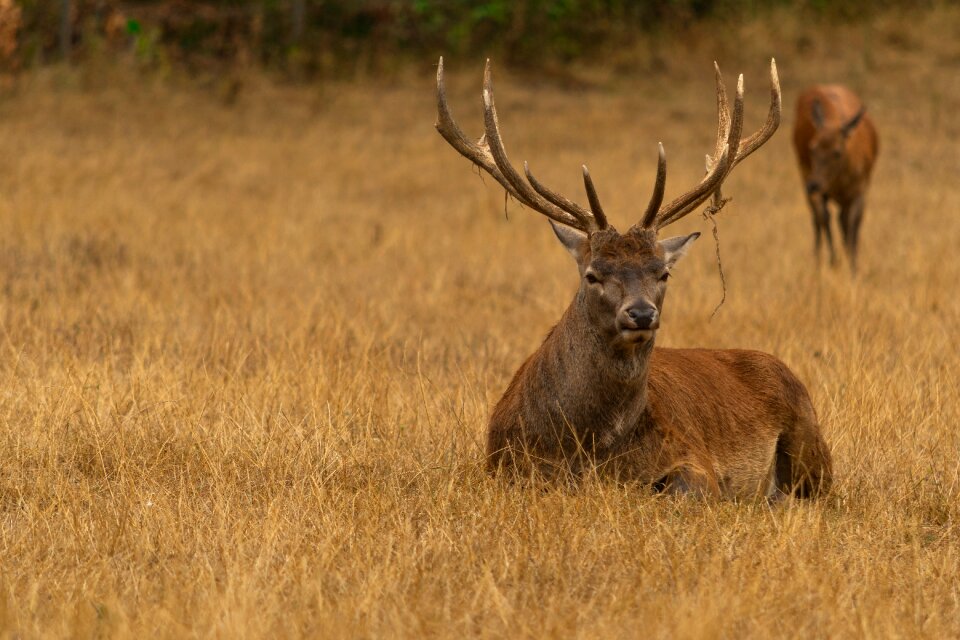 Hirsch animal nature