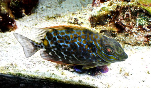 Fish Siganus guttatus , Siganus guttatus in Prague sea aquarium, Czech Republic photo