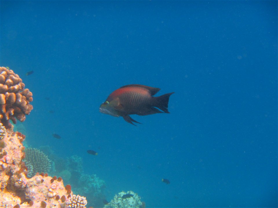 Sling Jaw Wrasse taken in Maldives January 2016