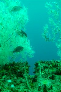 Butterfly perch amongst black coral