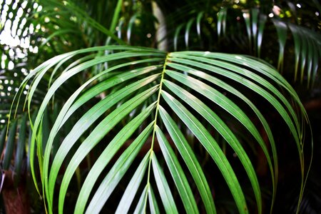 Plant summer nature