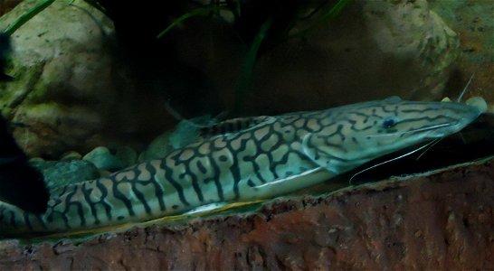 Different types of fishes A tiger catfish. Its not that ferocious though. Pseudoplatystoma tigrinum. photo