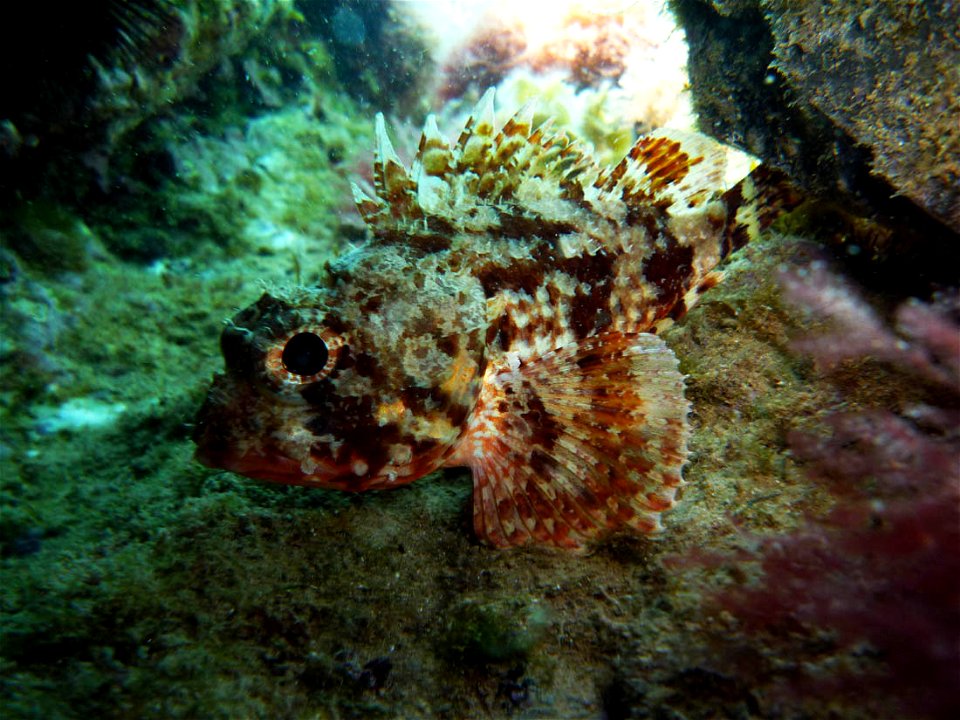 scorpaena notata en El Portús (Cartagena, Spain).