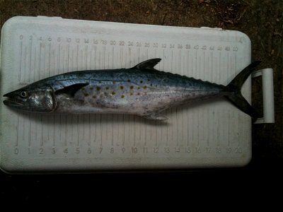 Spanish Mackerel (Scomberomorus brasiliensis) caught in the Gulf of Mexico out of St. Marks, FL. photo