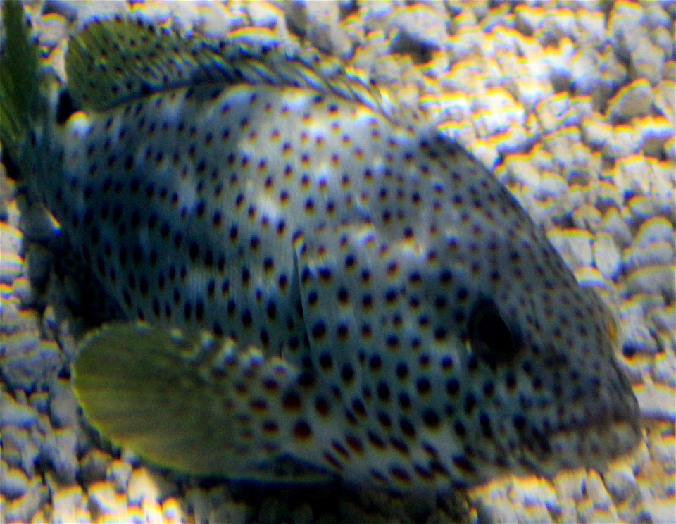 Different types of fishes
A grouper fish from the western Atlantic. Cephalopholis cruentata.