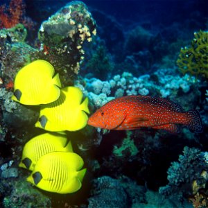 gele koraalvlinder (Chaetodon semilarvatus) Auteur: Albert Kok photo
