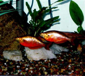 Red rainbowfish (Glossolepis incisus) in an aquarium photo