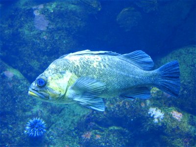 China Rockfish, Steinhart Aquarium photo