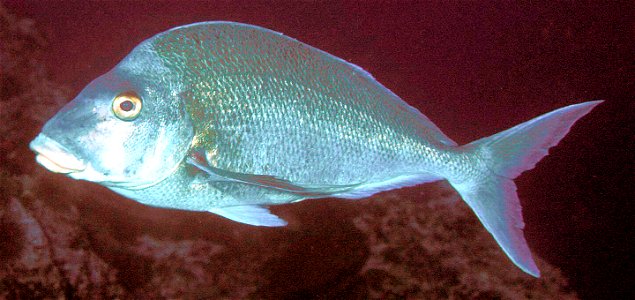 Nemadactylus douglasii (Porae)