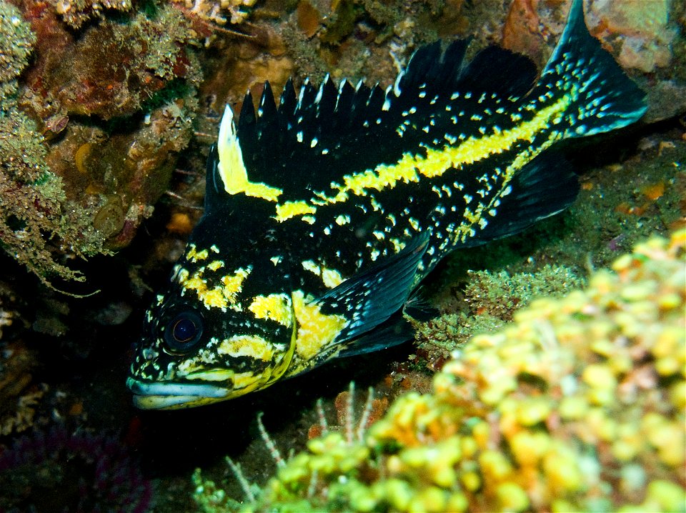 China rockfish (Sebastes nebulosus) photo taken in Neah Bay, WA, USA