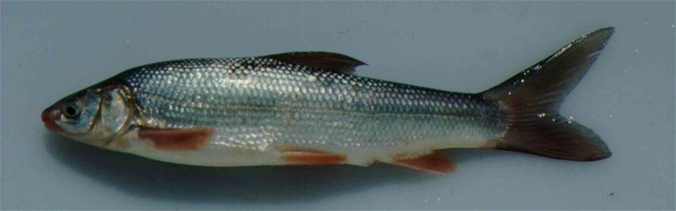 Image title: Sacramento splittail fish
Image from Public domain images website, http://www.public-domain-image.com/full-image/fauna-animals-public-domain-images-pictures/fishes-public-domain-images-pi