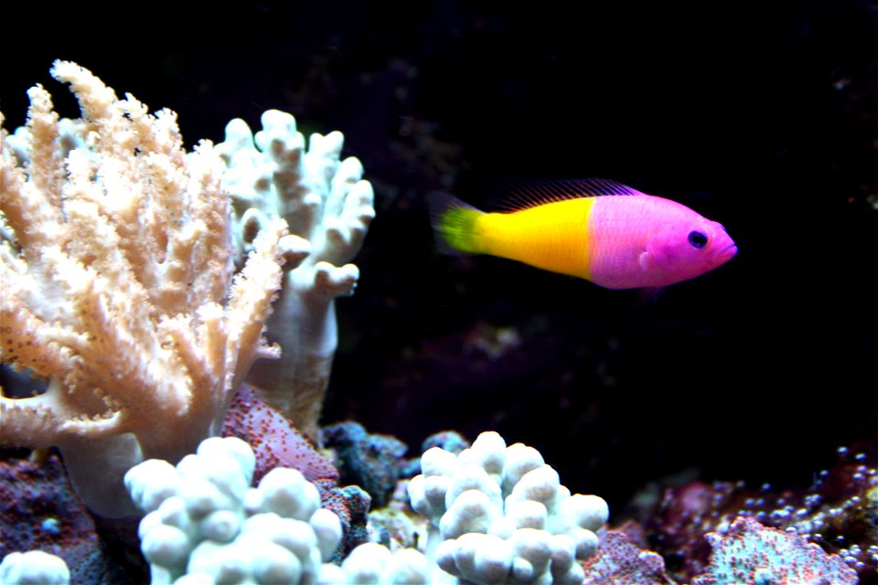 Fish Pictichromis paccagnellae in Prague sea aquarium, Czech Republic