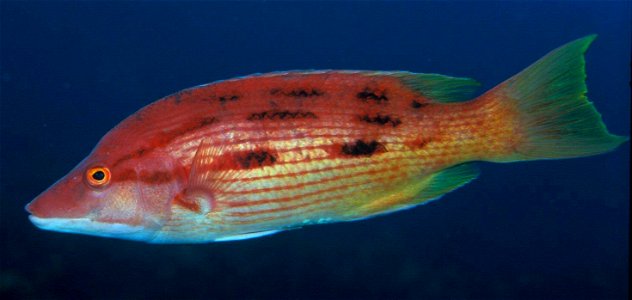 Bodianus unimaculatus (Red pigfish) photo