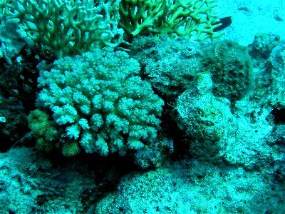 Synanceia nana, Dahab