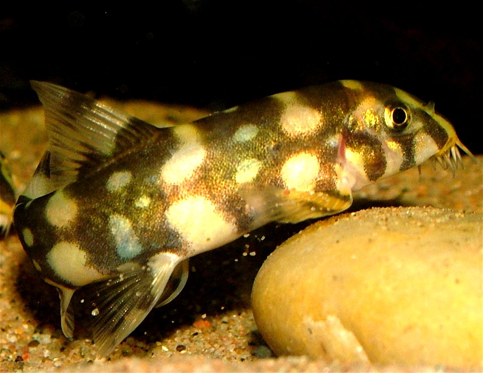 Botia kubotai at around 2"