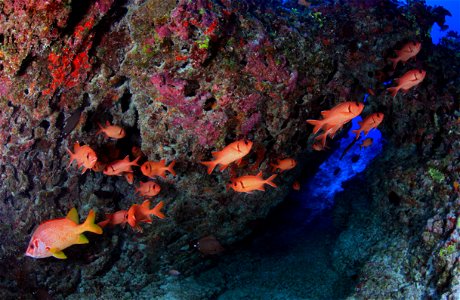 A school of bigscale soldierfish / 'Ū'ū (Myripristis berndti) on a deep reef at Pearl and Hermes Atoll in Papahānaumokuākea Marine National Monument. Also pictured in bottom left corner, a longjaw squ