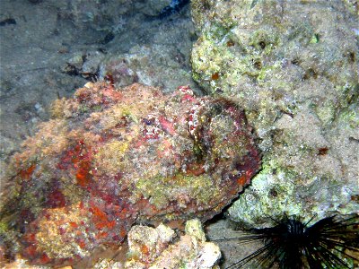 Synanceia nana
Alan Slater, Dahab 2003

en:Category:Scorpaeniformes images