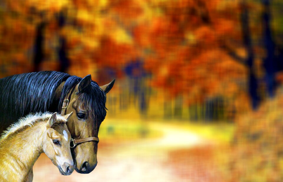 Nature meadow animals