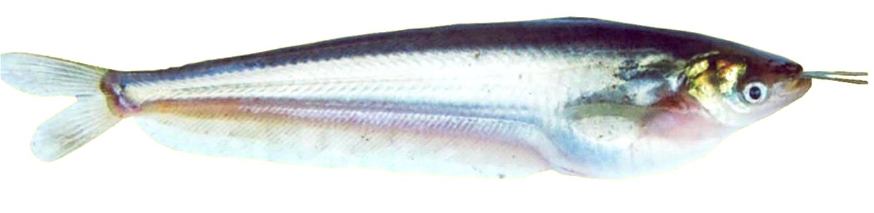 A fresh water fish species from Adan river of Painganga basin from the Gadchiroli district of Maharashtra state India. photo