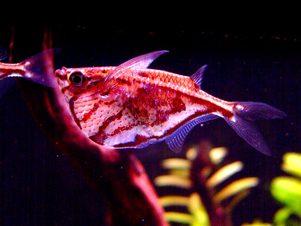 Carnegiella strigata