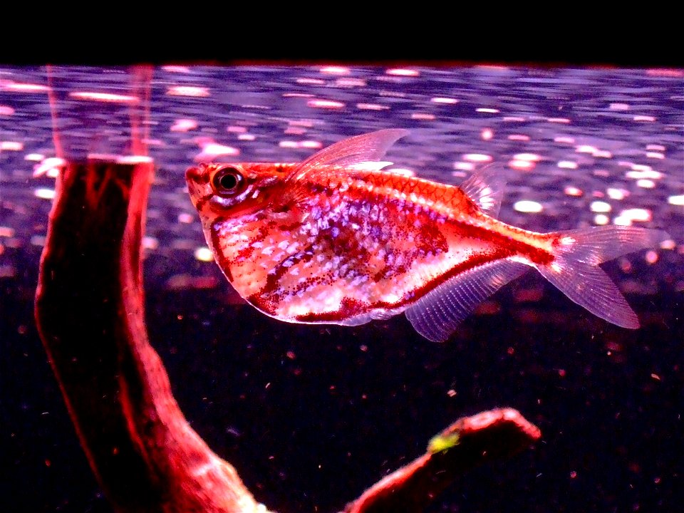 Carnegiella strigata