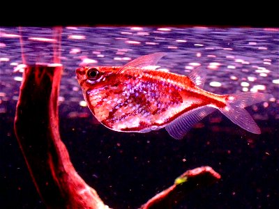 Carnegiella strigata