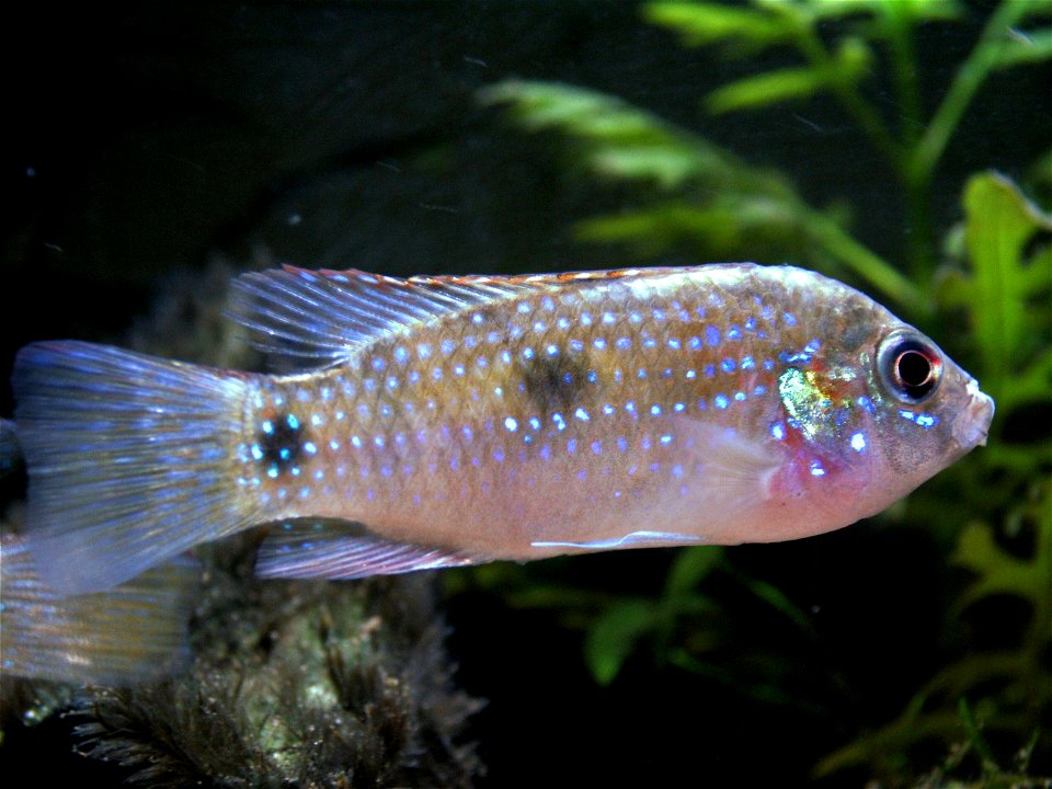 Anomalochromis thomasi-Weibchen