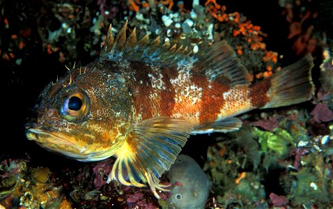 Red gurnard perch photo